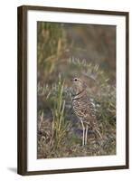 Two-Banded Courser (Double-Banded Courser) (Rhinoptilus Africanus)-James Hager-Framed Photographic Print