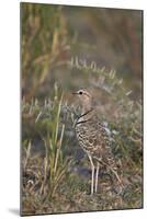 Two-Banded Courser (Double-Banded Courser) (Rhinoptilus Africanus)-James Hager-Mounted Photographic Print