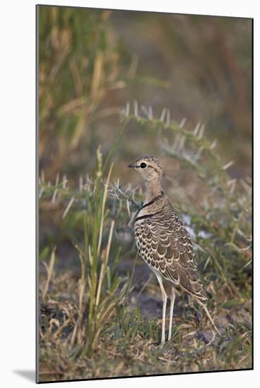 Two-Banded Courser (Double-Banded Courser) (Rhinoptilus Africanus)-James Hager-Mounted Photographic Print