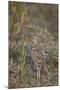 Two-Banded Courser (Double-Banded Courser) (Rhinoptilus Africanus)-James Hager-Mounted Photographic Print