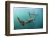 Two Basking Sharks (Cetorhinus Maximus) Mull, Scotland, June 2009-Sá-Framed Photographic Print