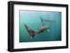 Two Basking Sharks (Cetorhinus Maximus) Mull, Scotland, June 2009-Sá-Framed Photographic Print