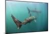 Two Basking Sharks (Cetorhinus Maximus) Mull, Scotland, June 2009-Sá-Mounted Photographic Print