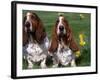 Two Basset Hounds, Domestic Dog,Amongst Daffodils, USA-Lynn M. Stone-Framed Photographic Print