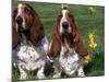 Two Basset Hounds, Domestic Dog,Amongst Daffodils, USA-Lynn M. Stone-Mounted Photographic Print