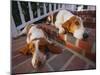 Two Basset Hounds Resting on the Steps-DLILLC-Mounted Photographic Print