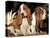 Two Bassett Hound Pups-Lynn M. Stone-Stretched Canvas