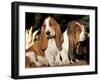 Two Bassett Hound Pups-Lynn M. Stone-Framed Photographic Print