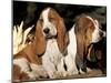 Two Bassett Hound Pups-Lynn M. Stone-Mounted Photographic Print