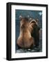 Two Bear Cubs-Art Wolfe-Framed Giclee Print