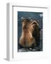 Two Bear Cubs-Art Wolfe-Framed Art Print