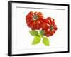 Two Beefsteak Tomatoes with Basil Leaves-Janez Puksic-Framed Photographic Print