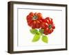 Two Beefsteak Tomatoes with Basil Leaves-Janez Puksic-Framed Photographic Print