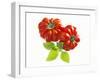 Two Beefsteak Tomatoes with Basil Leaves-Janez Puksic-Framed Photographic Print
