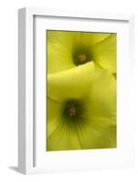 Two Bermuda Buttercup (Oxalis Pes Caprae) Flowers, Akamas Peninsula, Cyprus, April 2009-Lilja-Framed Photographic Print