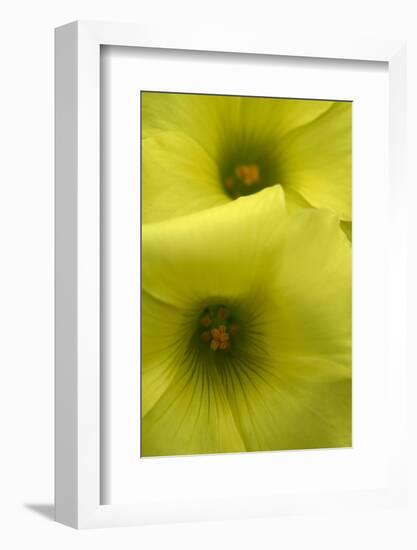 Two Bermuda Buttercup (Oxalis Pes Caprae) Flowers, Akamas Peninsula, Cyprus, April 2009-Lilja-Framed Photographic Print