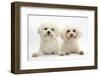 Two Bichon Frisé Bitches, Poppy and Pipa-Mark Taylor-Framed Photographic Print