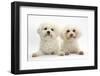 Two Bichon Frisé Bitches, Poppy and Pipa-Mark Taylor-Framed Photographic Print