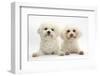 Two Bichon Frisé Bitches, Poppy and Pipa-Mark Taylor-Framed Photographic Print