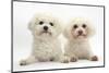 Two Bichon Frisé Bitches, Poppy and Pipa-Mark Taylor-Mounted Photographic Print