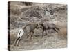 Two Bighorn Sheep (Ovis Canadensis) Rams Butting Heads, Clear Creek County, Colorado, USA-James Hager-Stretched Canvas