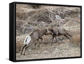 Two Bighorn Sheep (Ovis Canadensis) Rams Butting Heads, Clear Creek County, Colorado, USA-James Hager-Framed Stretched Canvas