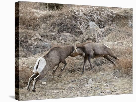 Two Bighorn Sheep (Ovis Canadensis) Rams Butting Heads, Clear Creek County, Colorado, USA-James Hager-Stretched Canvas