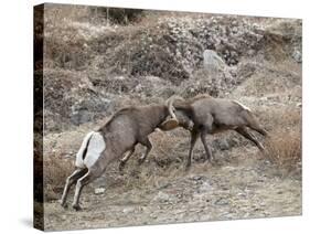 Two Bighorn Sheep (Ovis Canadensis) Rams Butting Heads, Clear Creek County, Colorado, USA-James Hager-Stretched Canvas