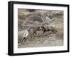 Two Bighorn Sheep (Ovis Canadensis) Rams Butting Heads, Clear Creek County, Colorado, USA-James Hager-Framed Photographic Print