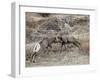 Two Bighorn Sheep (Ovis Canadensis) Rams Butting Heads, Clear Creek County, Colorado, USA-James Hager-Framed Photographic Print