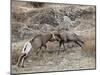 Two Bighorn Sheep (Ovis Canadensis) Rams Butting Heads, Clear Creek County, Colorado, USA-James Hager-Mounted Photographic Print