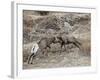 Two Bighorn Sheep (Ovis Canadensis) Rams Butting Heads, Clear Creek County, Colorado, USA-James Hager-Framed Photographic Print