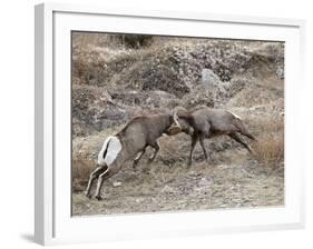 Two Bighorn Sheep (Ovis Canadensis) Rams Butting Heads, Clear Creek County, Colorado, USA-James Hager-Framed Photographic Print