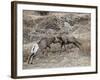 Two Bighorn Sheep (Ovis Canadensis) Rams Butting Heads, Clear Creek County, Colorado, USA-James Hager-Framed Photographic Print