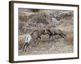 Two Bighorn Sheep (Ovis Canadensis) Rams Butting Heads, Clear Creek County, Colorado, USA-James Hager-Framed Photographic Print