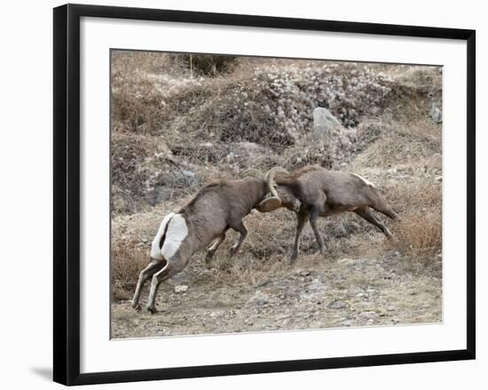 Two Bighorn Sheep (Ovis Canadensis) Rams Butting Heads, Clear Creek County, Colorado, USA-James Hager-Framed Photographic Print