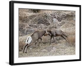 Two Bighorn Sheep (Ovis Canadensis) Rams Butting Heads, Clear Creek County, Colorado, USA-James Hager-Framed Photographic Print