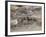 Two Bighorn Sheep (Ovis Canadensis) Rams Butting Heads, Clear Creek County, Colorado, USA-James Hager-Framed Photographic Print