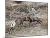 Two Bighorn Sheep (Ovis Canadensis) Rams Butting Heads, Clear Creek County, Colorado, USA-James Hager-Mounted Photographic Print