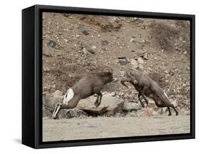 Two Bighorn Sheep (Ovis Canadensis) Rams Butting Heads, Clear Creek County, Colorado, USA-James Hager-Framed Stretched Canvas