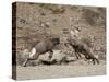 Two Bighorn Sheep (Ovis Canadensis) Rams Butting Heads, Clear Creek County, Colorado, USA-James Hager-Stretched Canvas