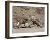 Two Bighorn Sheep (Ovis Canadensis) Rams Butting Heads, Clear Creek County, Colorado, USA-James Hager-Framed Premium Photographic Print