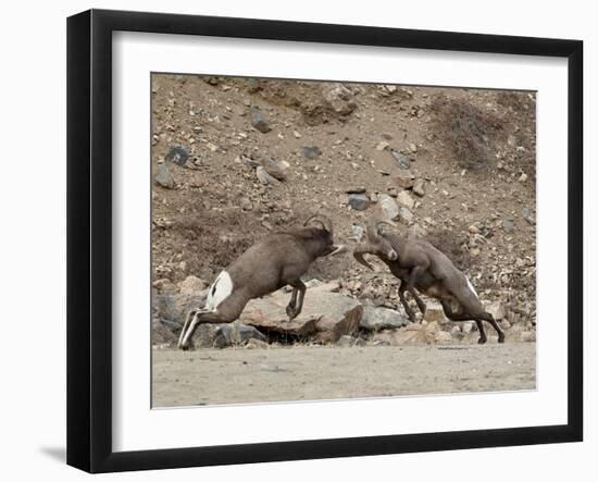 Two Bighorn Sheep (Ovis Canadensis) Rams Butting Heads, Clear Creek County, Colorado, USA-James Hager-Framed Premium Photographic Print