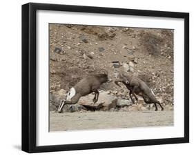 Two Bighorn Sheep (Ovis Canadensis) Rams Butting Heads, Clear Creek County, Colorado, USA-James Hager-Framed Premium Photographic Print