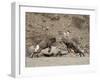 Two Bighorn Sheep (Ovis Canadensis) Rams Butting Heads, Clear Creek County, Colorado, USA-James Hager-Framed Premium Photographic Print