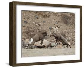 Two Bighorn Sheep (Ovis Canadensis) Rams Butting Heads, Clear Creek County, Colorado, USA-James Hager-Framed Photographic Print