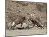 Two Bighorn Sheep (Ovis Canadensis) Rams Butting Heads, Clear Creek County, Colorado, USA-James Hager-Mounted Photographic Print