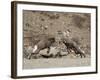 Two Bighorn Sheep (Ovis Canadensis) Rams Butting Heads, Clear Creek County, Colorado, USA-James Hager-Framed Photographic Print