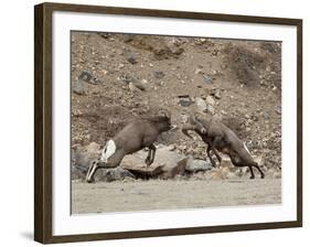 Two Bighorn Sheep (Ovis Canadensis) Rams Butting Heads, Clear Creek County, Colorado, USA-James Hager-Framed Photographic Print