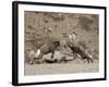 Two Bighorn Sheep (Ovis Canadensis) Rams Butting Heads, Clear Creek County, Colorado, USA-James Hager-Framed Photographic Print